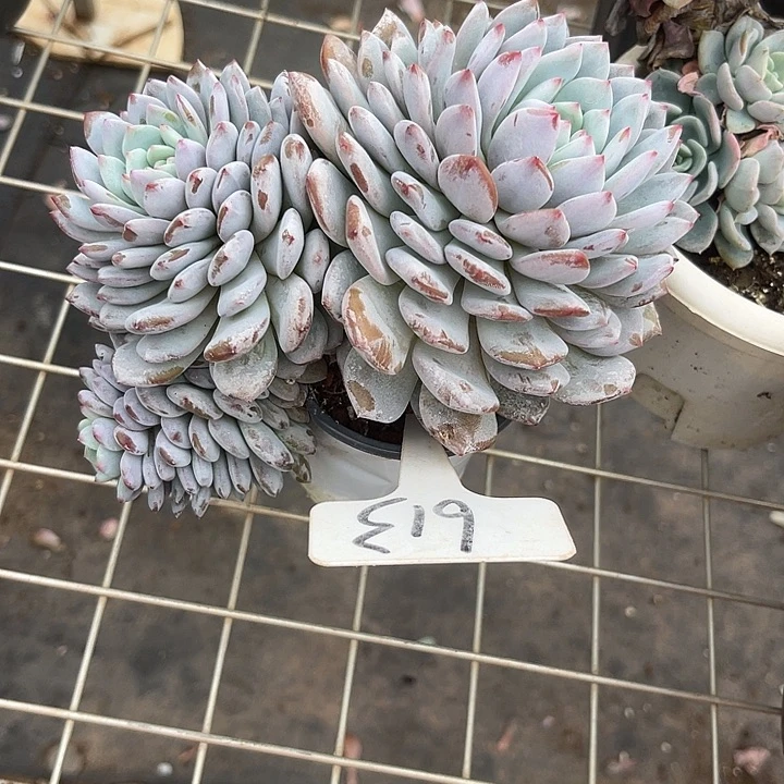 两单包邮，一物一拍613星星橙