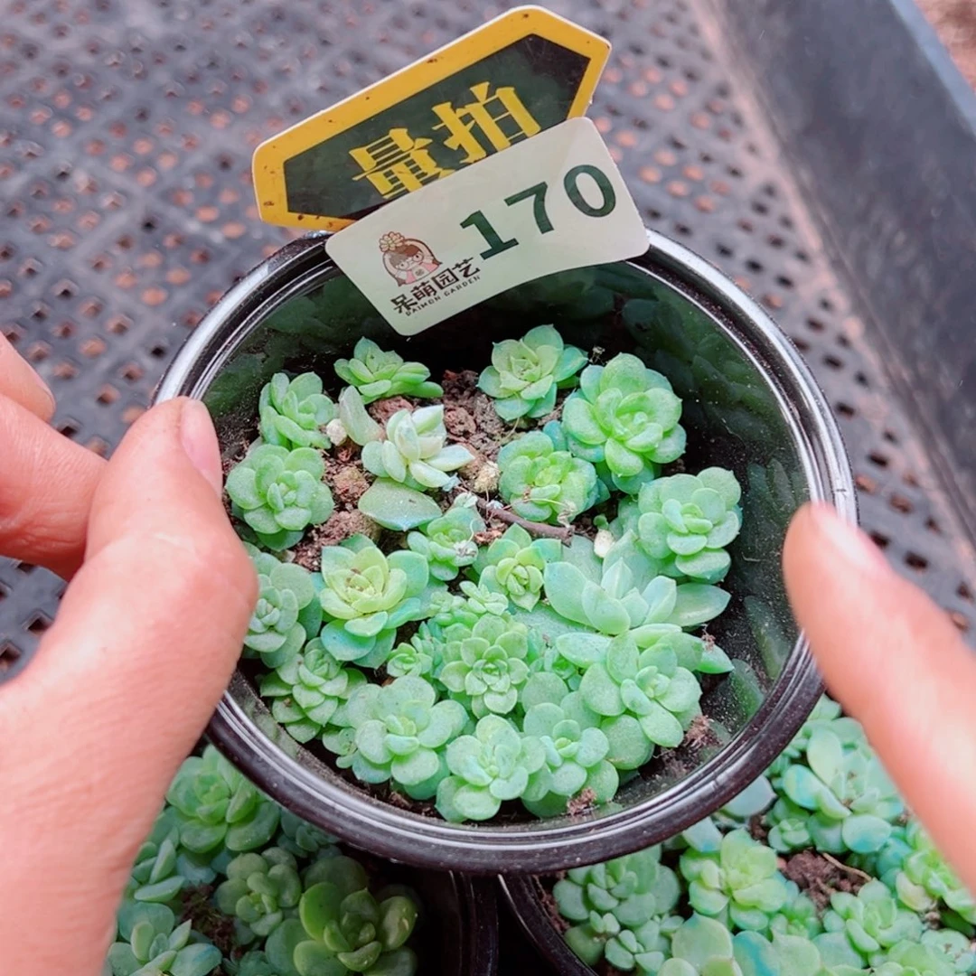 多肉植物多肉植物