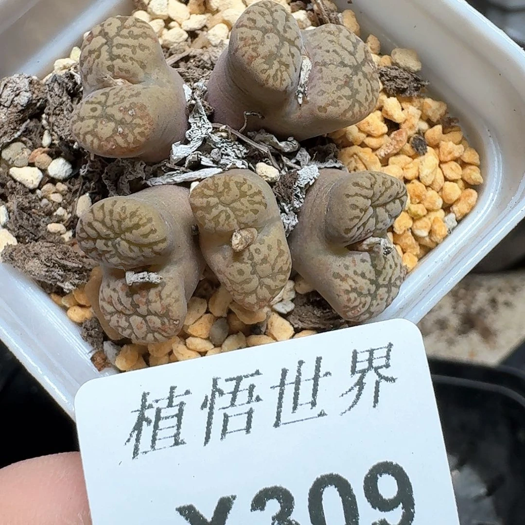 309盒的植物哇cv