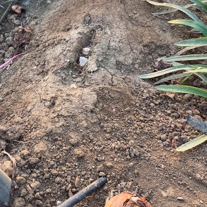 无花朵恩怡自用真的好土