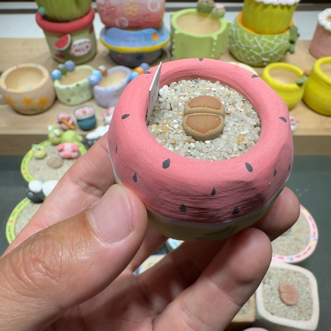 蘑菇267菊菊菊菊