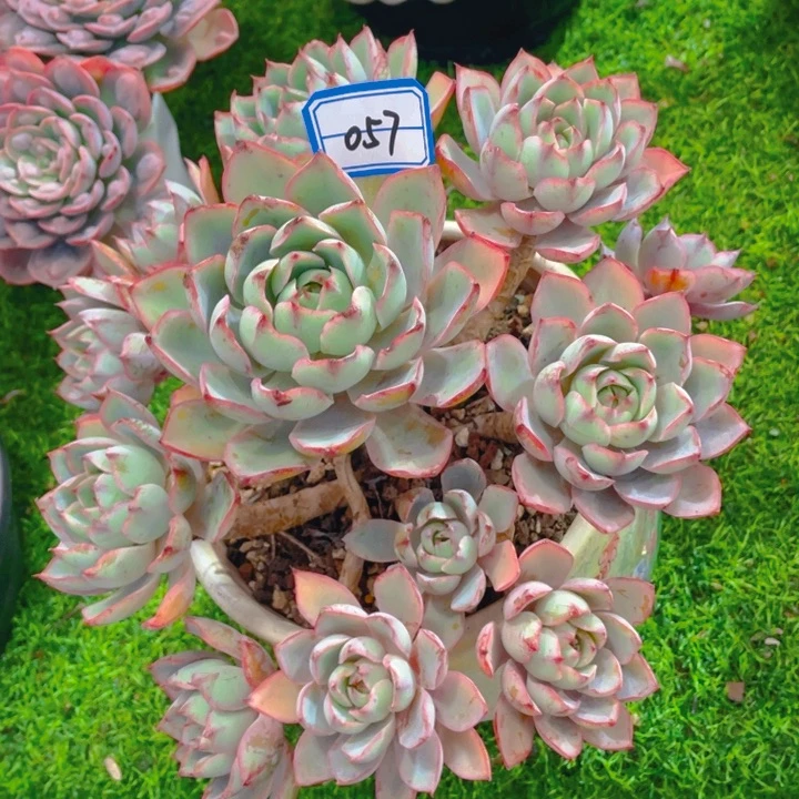 谢谢你的支持00000057