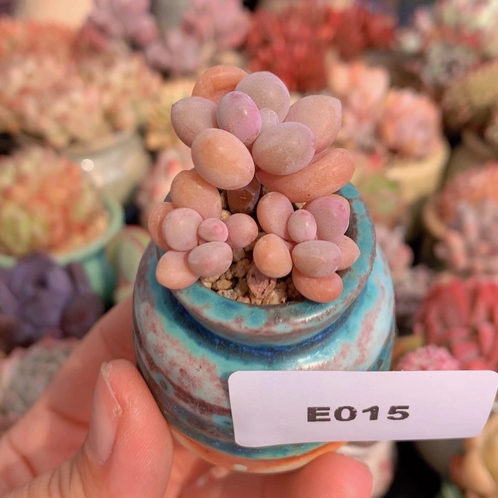一物一拍含盆土满38包邮E015