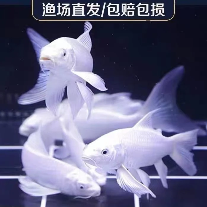 19号【大白金2条】15-18公分 黄金锦鲤黑金锦鲤红草金 冷水观赏鱼