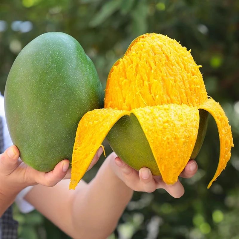 正宗攀枝花凯特芒果新鲜水果应季香甜多汁水果超大水果现摘直发