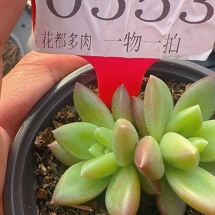 迷雾泡泡553多肉植物