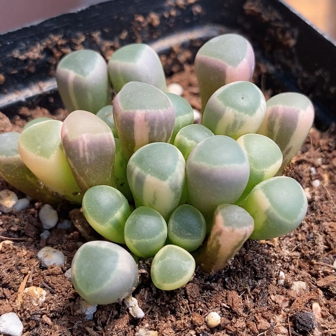 五十铃玉锦 小方花圃一物一拍