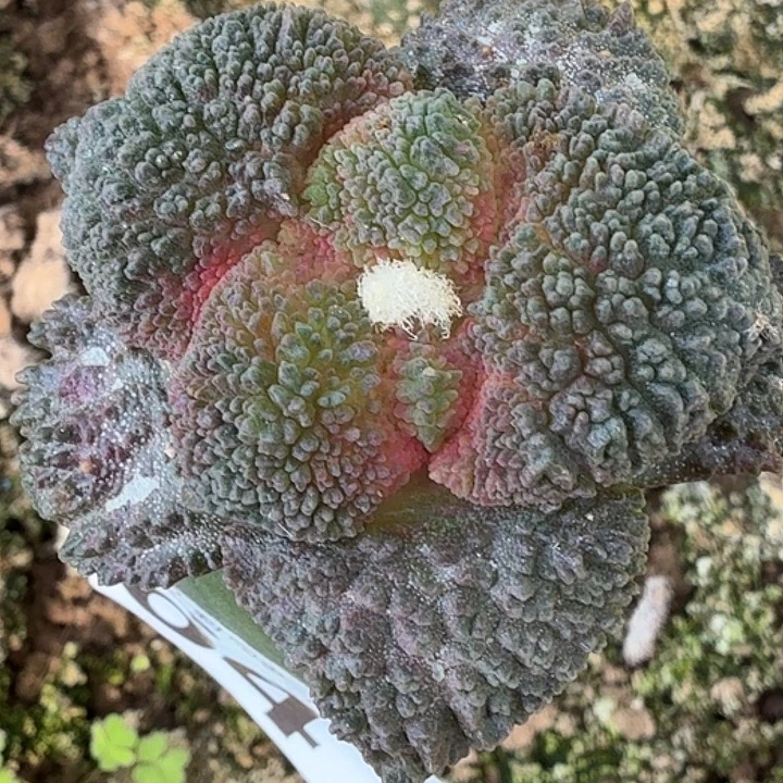 无花朵苗接大尤哥斯拉647