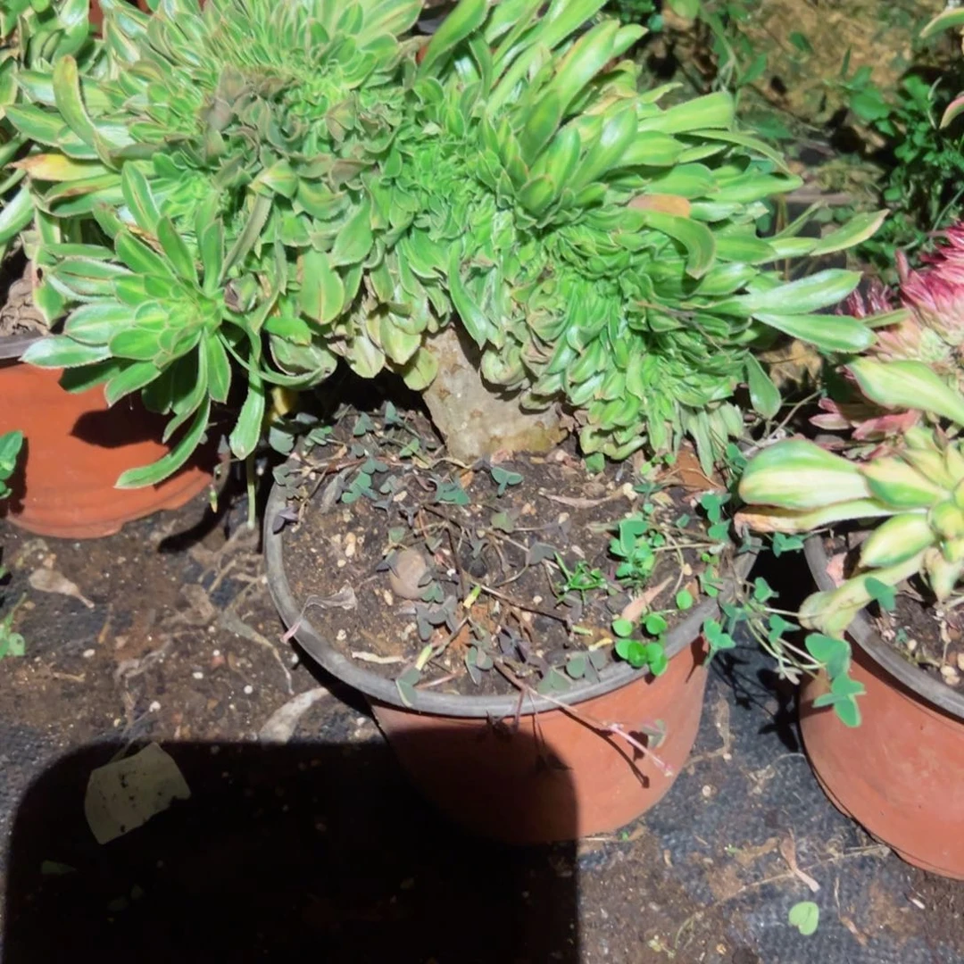 340 号多肉植物新年