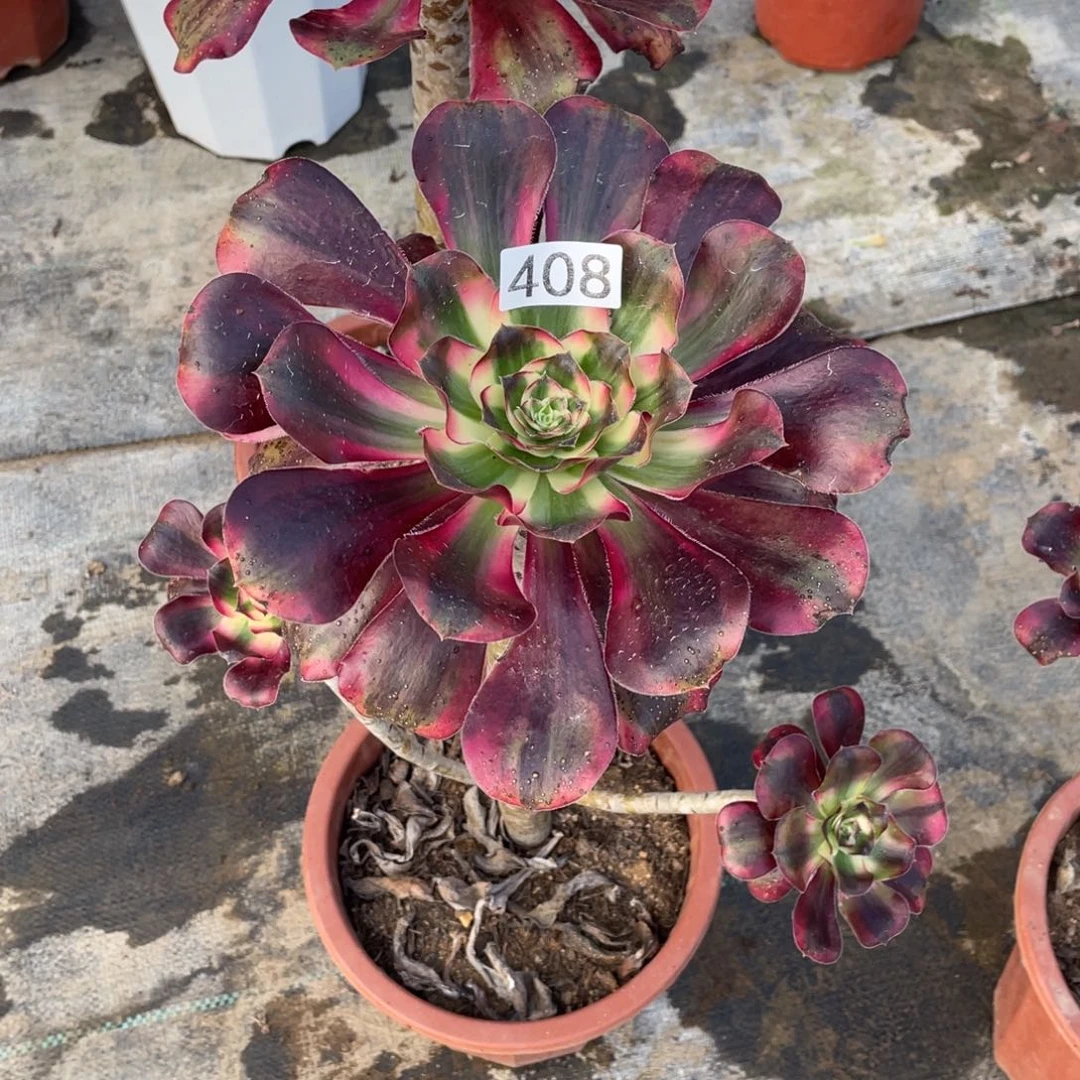 巫毒白多肉植物法师