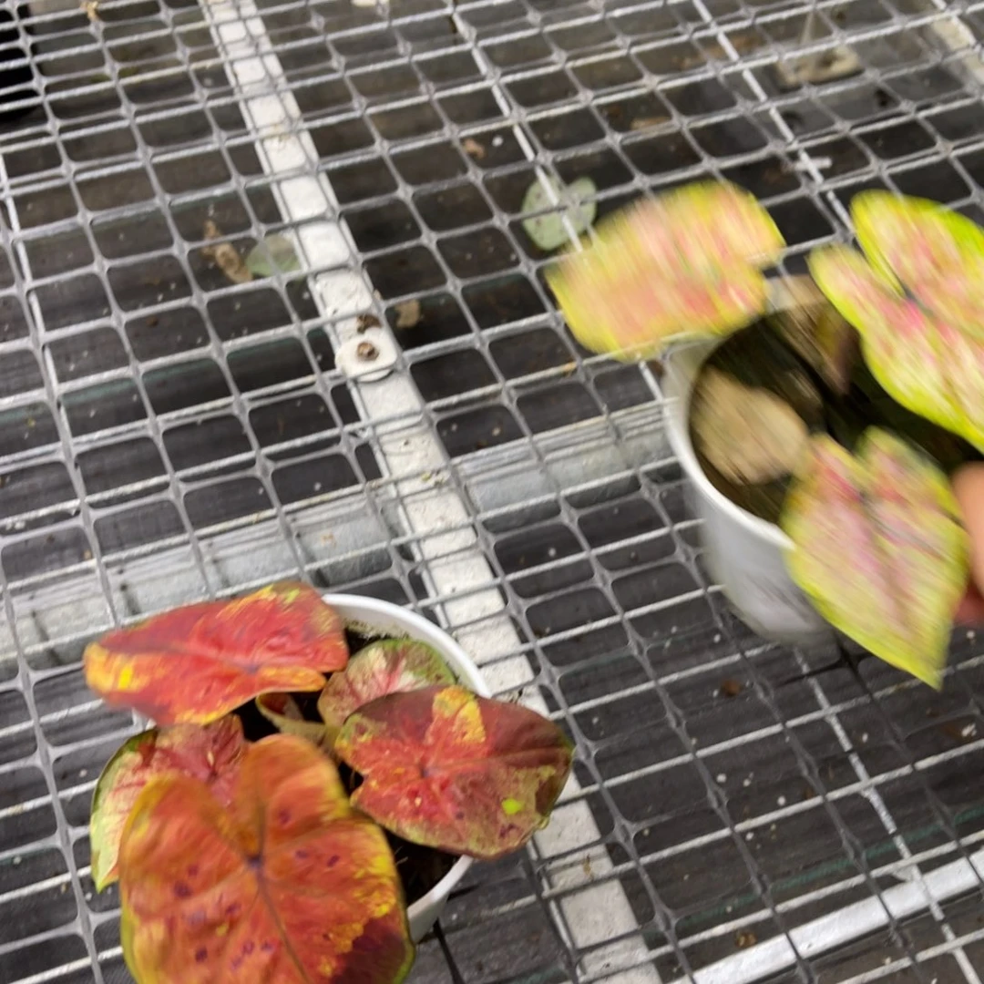 0***0无花朵             486.487擎天柱变异月光不包售后