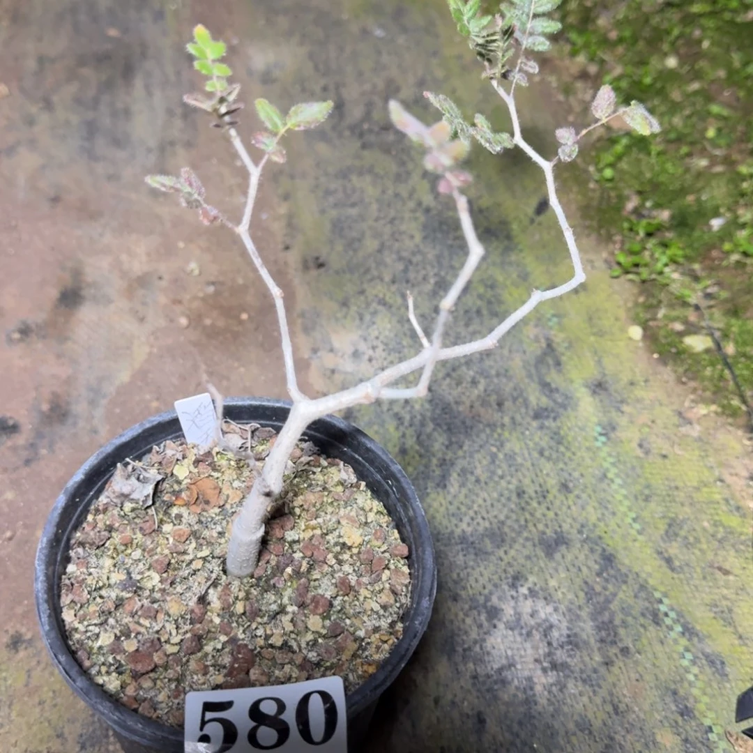 滔天橄榄一物一拍多肉植物