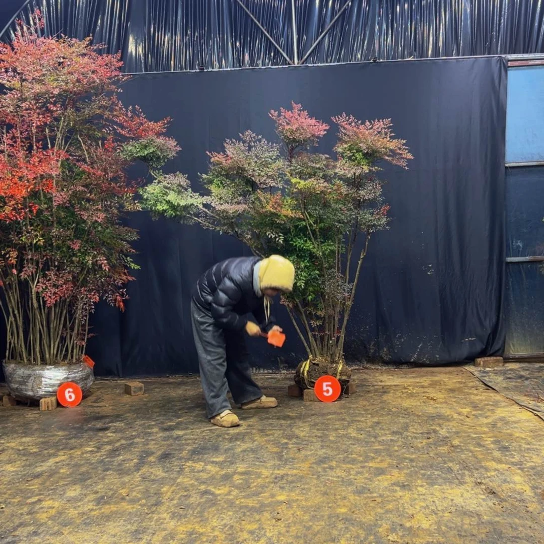 完全开放用****4南天竹111111