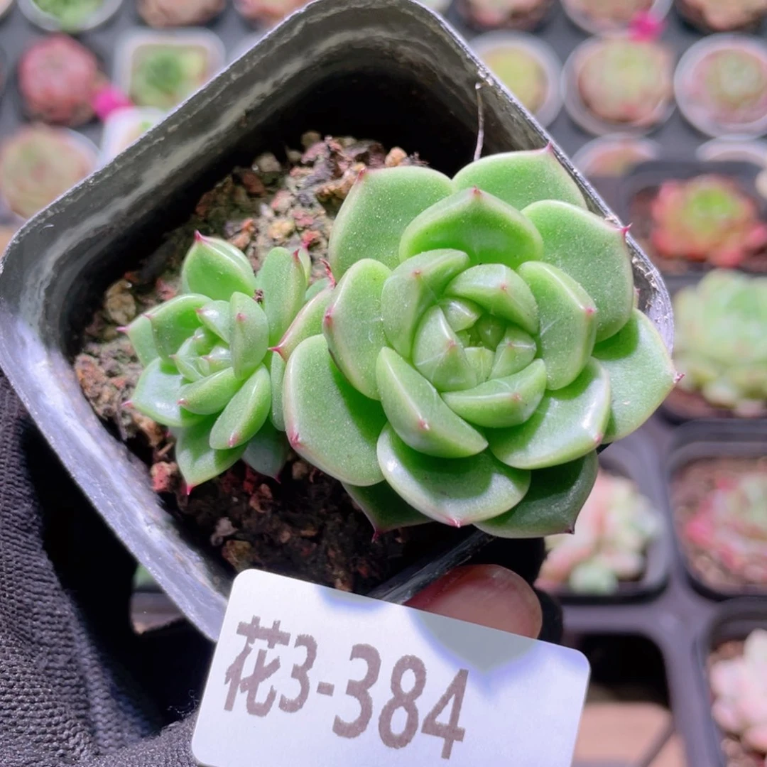 花利美3-384海王优选