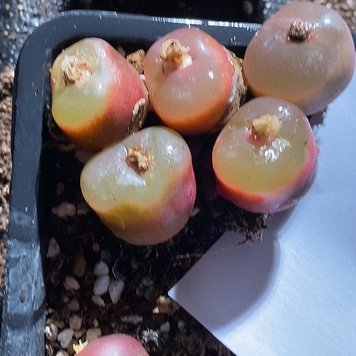 2443。   一组单头