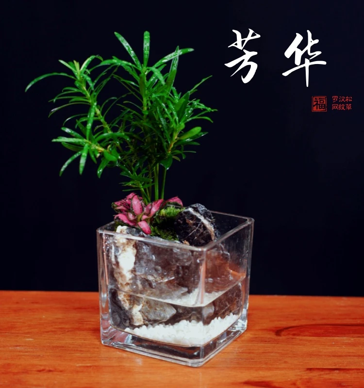 【芳华】办公室盆栽创意绿植桌面微景观苔藓桌面小摆件8*8
