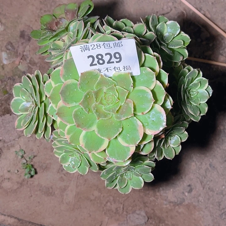 @***）2829粉花妖多肉植物