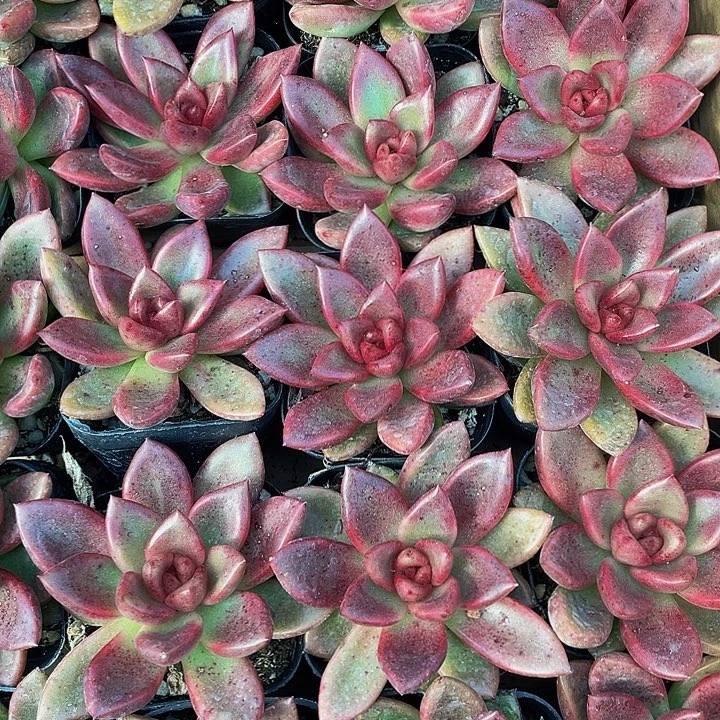 丰沛玫瑰带盆土发