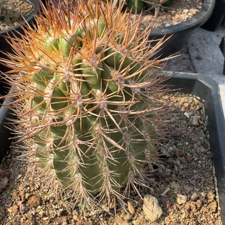 逆豹丸刺缀自根仙人球