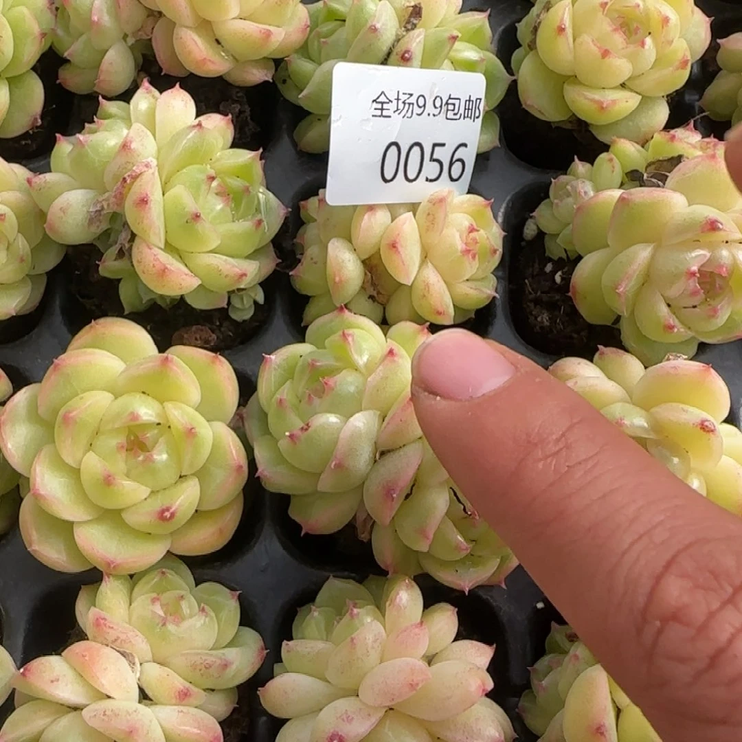 56拍一颗9.9包邮青黛