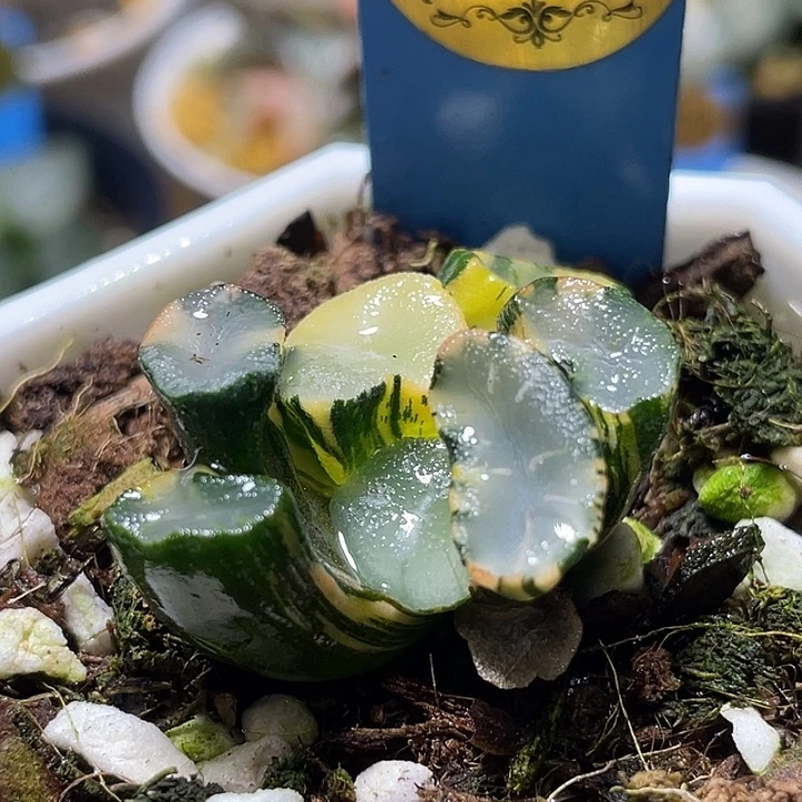 721弗莱亚万象锦福利