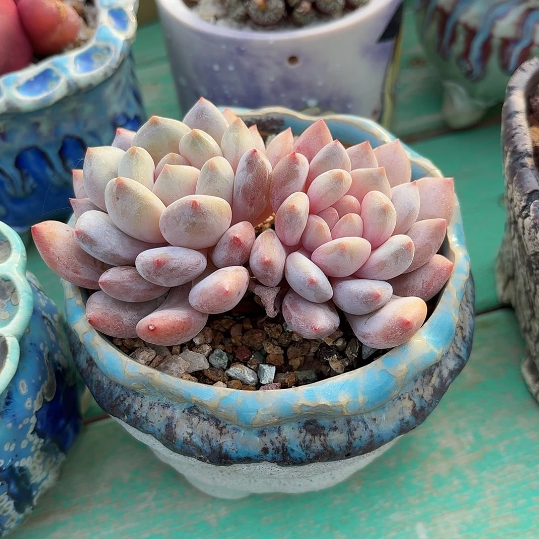 半夏双头带盆带土发货