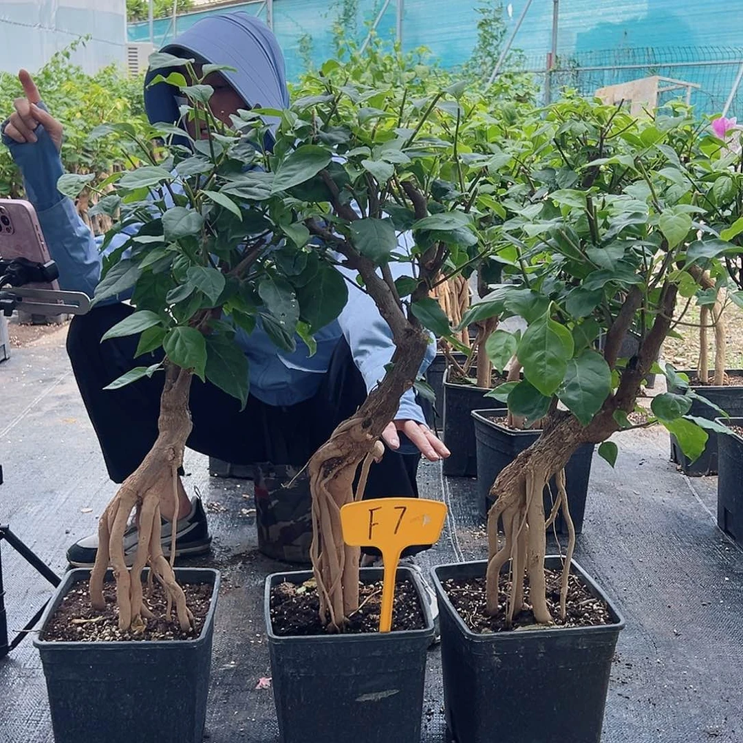 大部分开放少量花苞F7漳红樱提根