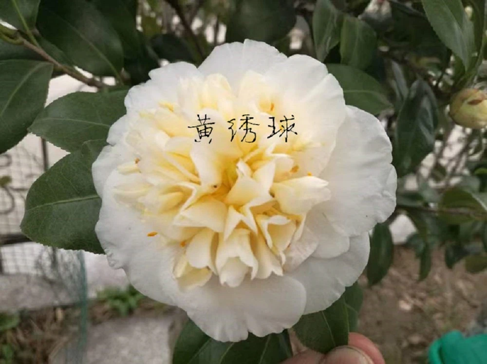 福建龙岩黄色系名贵品种黄绣球山茶花