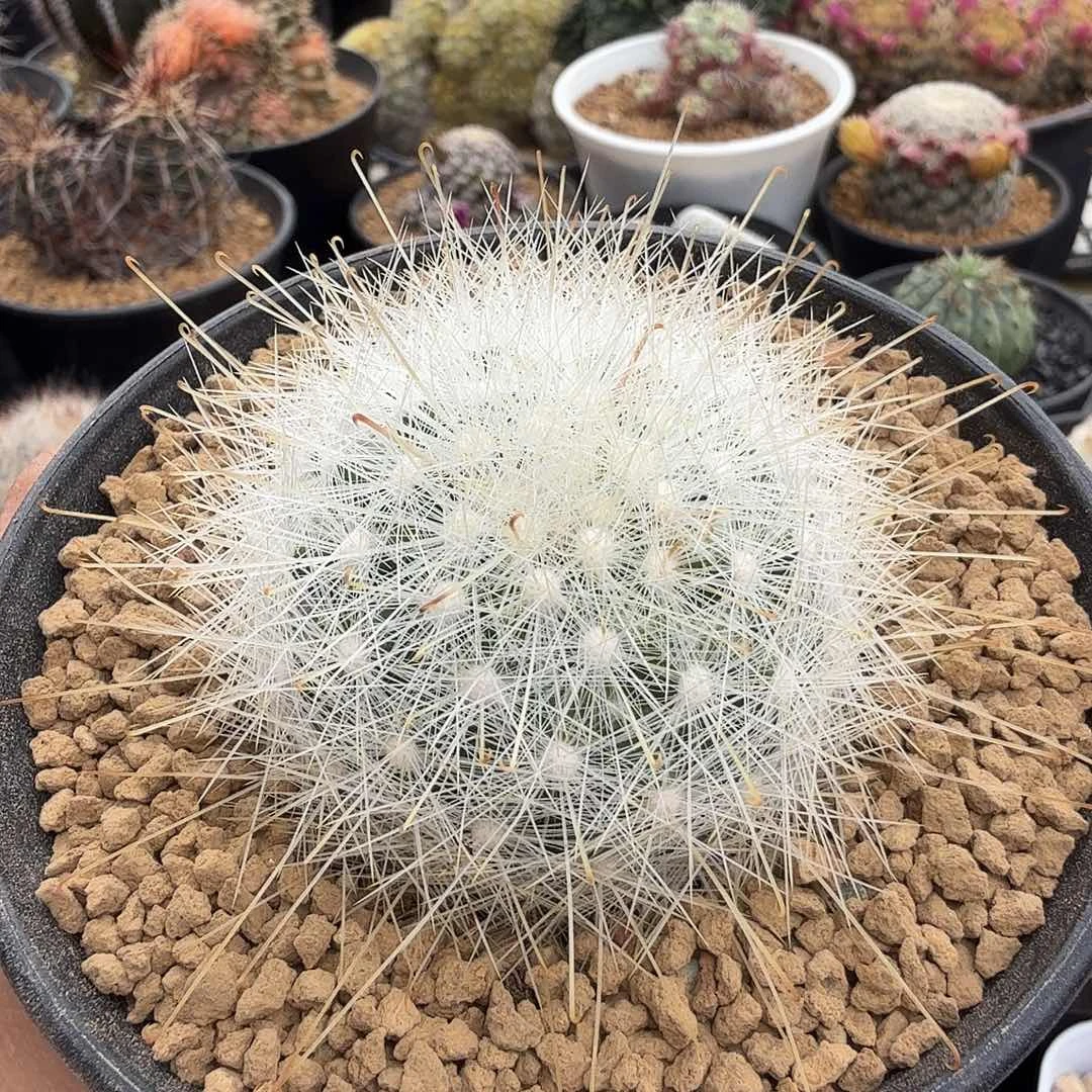 实生月宫殿脱土发货