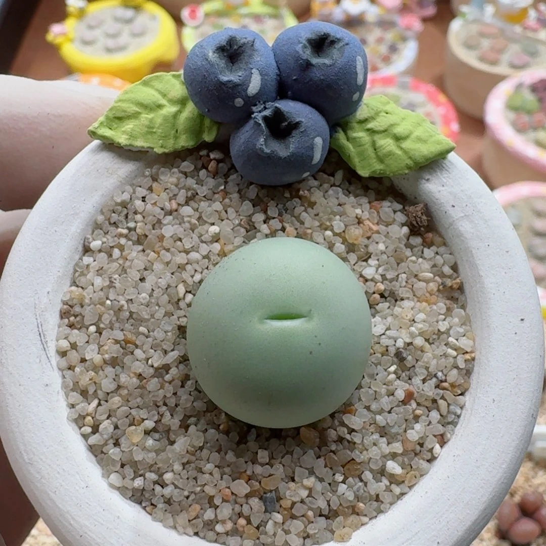 1013-018连盆带花鸽子蛋尺寸1.9