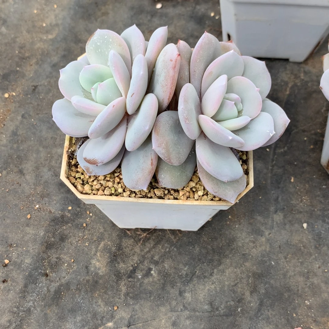 六***六奶茶发货多肉22