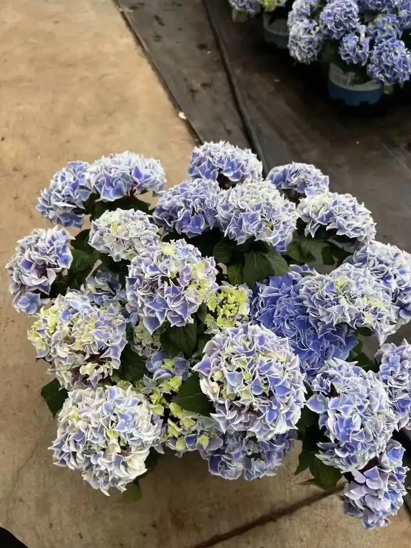 【2加仑帝沃利】带老桩花芽发货盆栽地栽花园民宿客栈