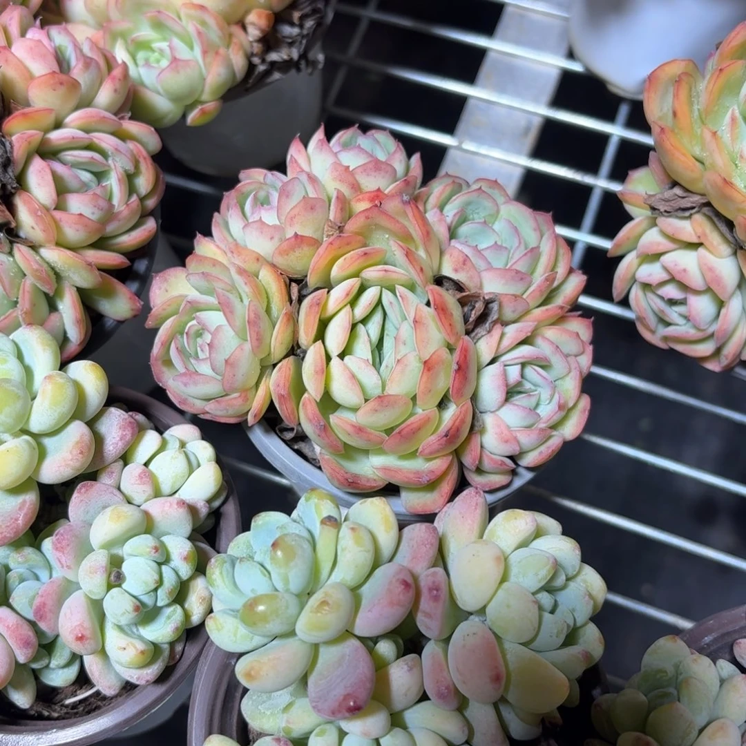 草莓冰多肉整群9㎝盆