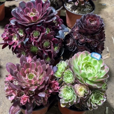 杨*晓306多肉植物组合