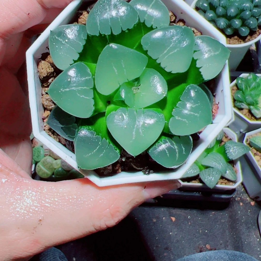 姬翠多肉植物阿阿