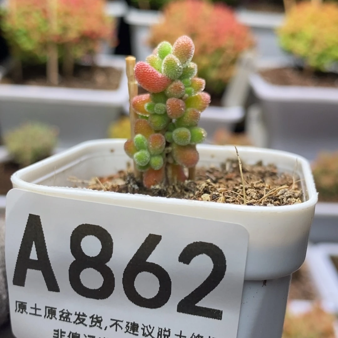 冰晶杂枝干番杏A862