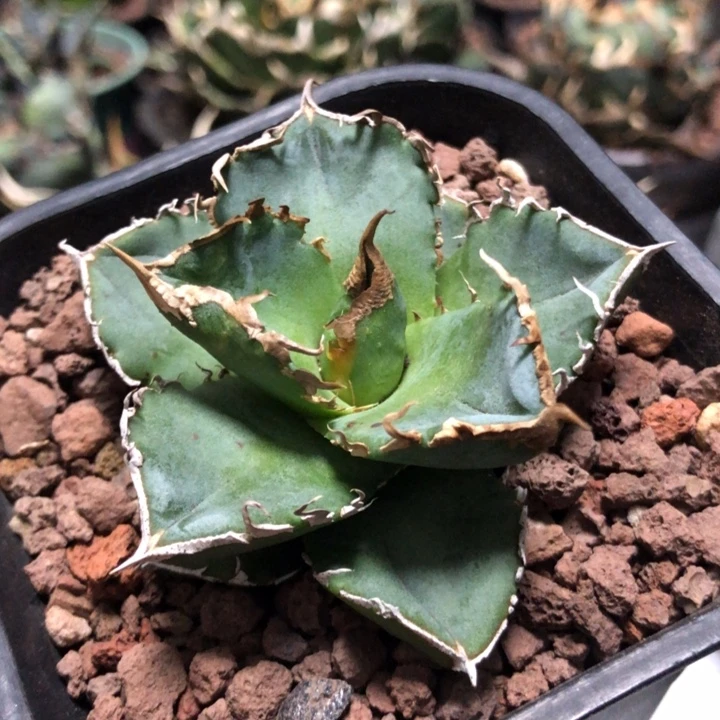 青樱仁王冠龙舌兰