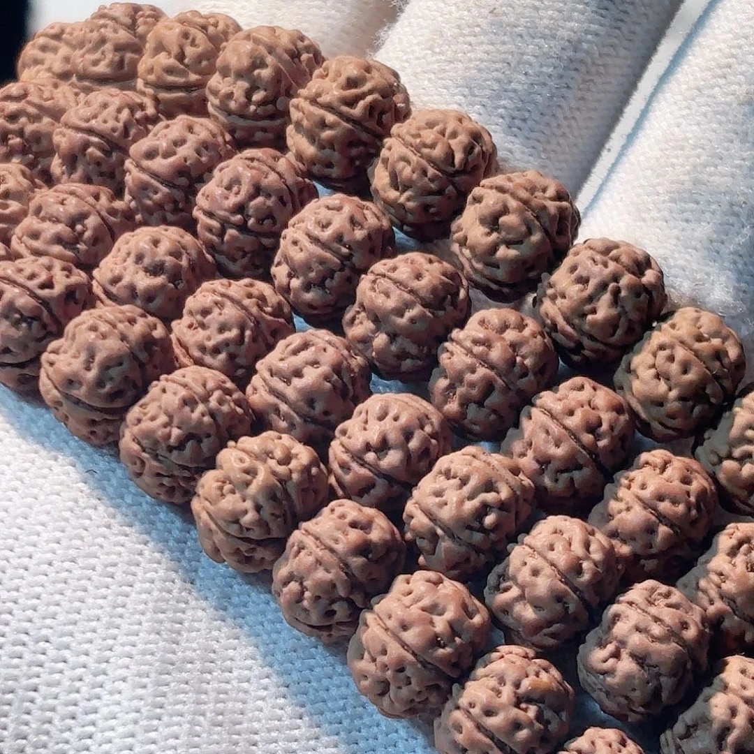 彳***者印度尼西亚勿里达纯血老树王10左右长串