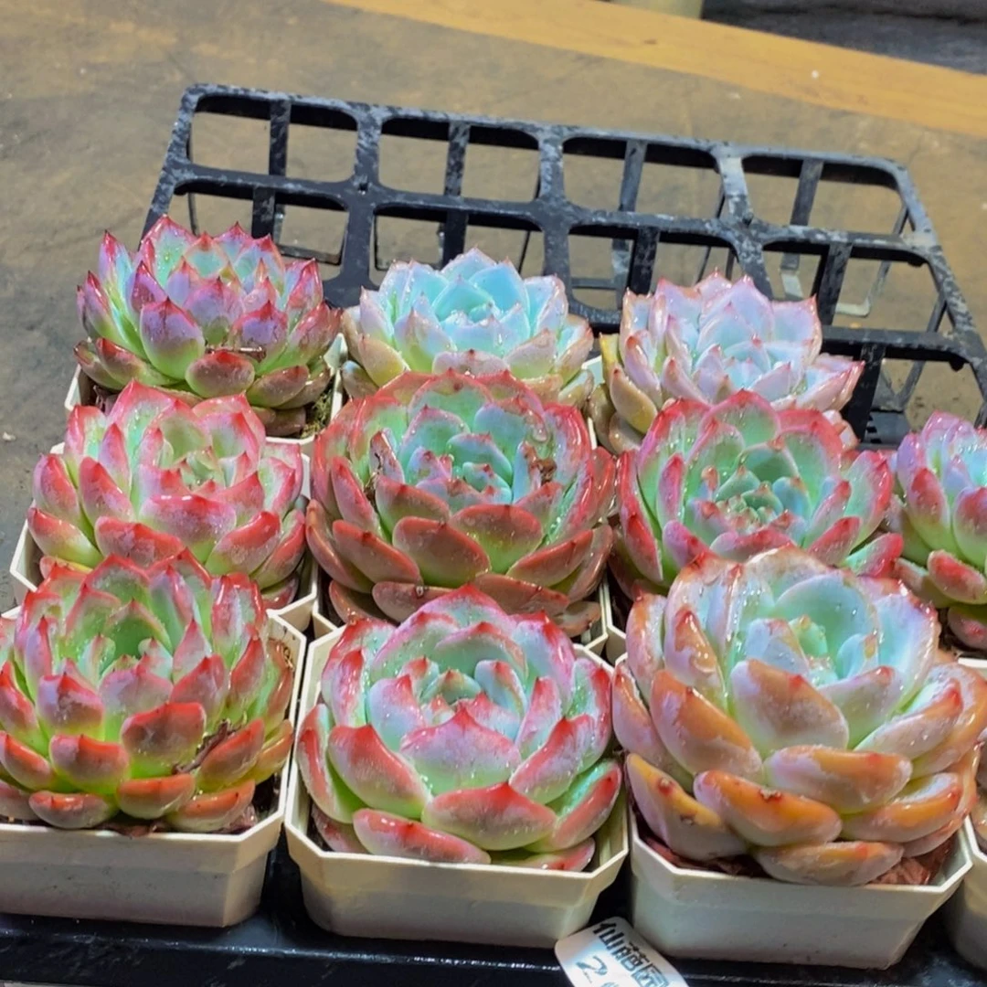 262多肉植物保护研究所所长助理研究员