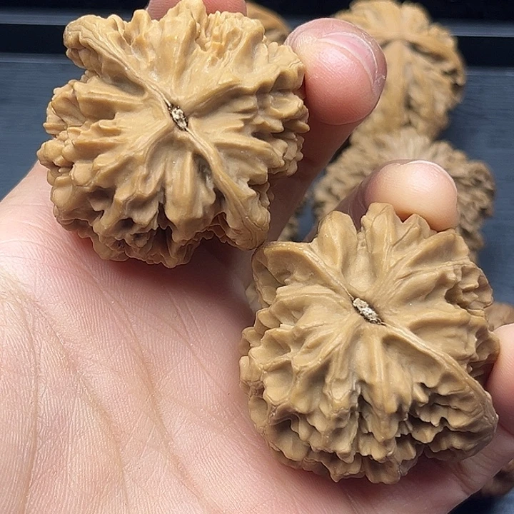 木质类秦岭突突突突突突突