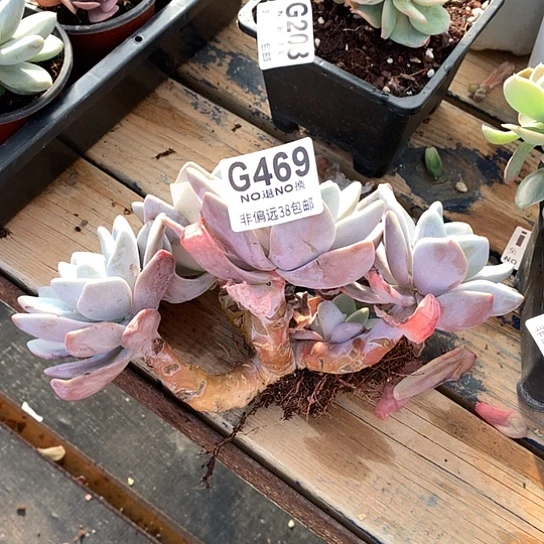 粉兔大老桩469 全场默认微瑕7-8天发货