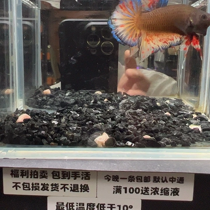 海水鱼竞拍跑单拉黑26日50