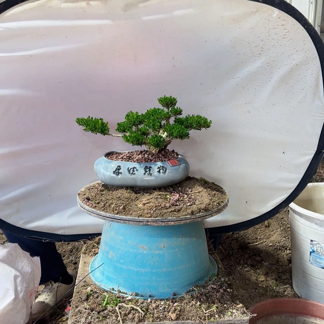 当前无花朵，栽培后可花朵