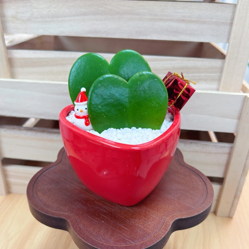 心叶球兰多肉植物盆栽室内办公室桌面绿植好养创意礼物耐阴绿植