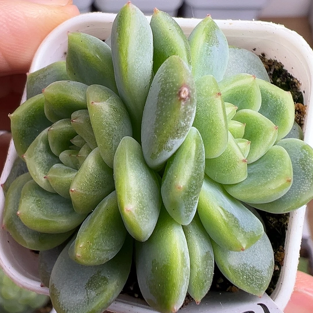 下播福利。P89甜心 双头 原价25.8