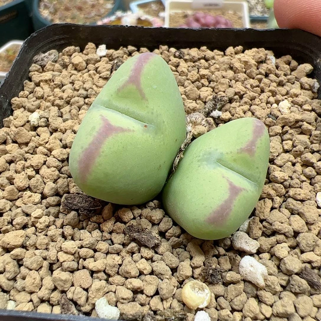 【闪购商品】310将杂