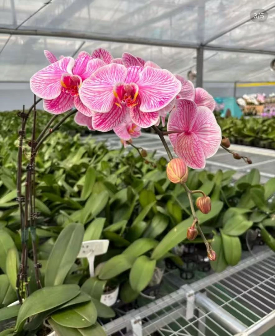 单剑糖果粉稀有马卡龙吸色盆栽蝴蝶兰 带花和花苞发货