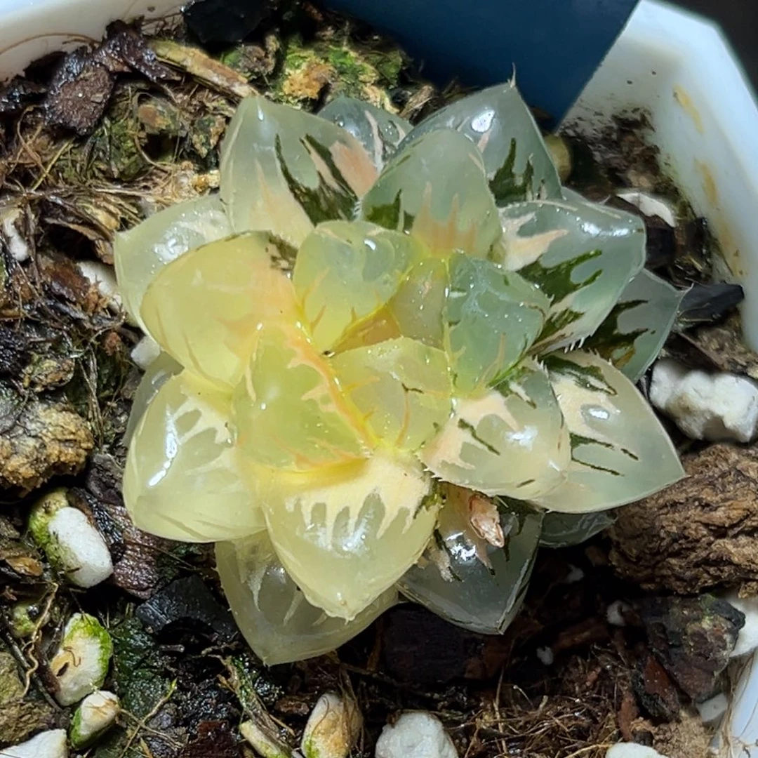 恭喜发财大吉大利718