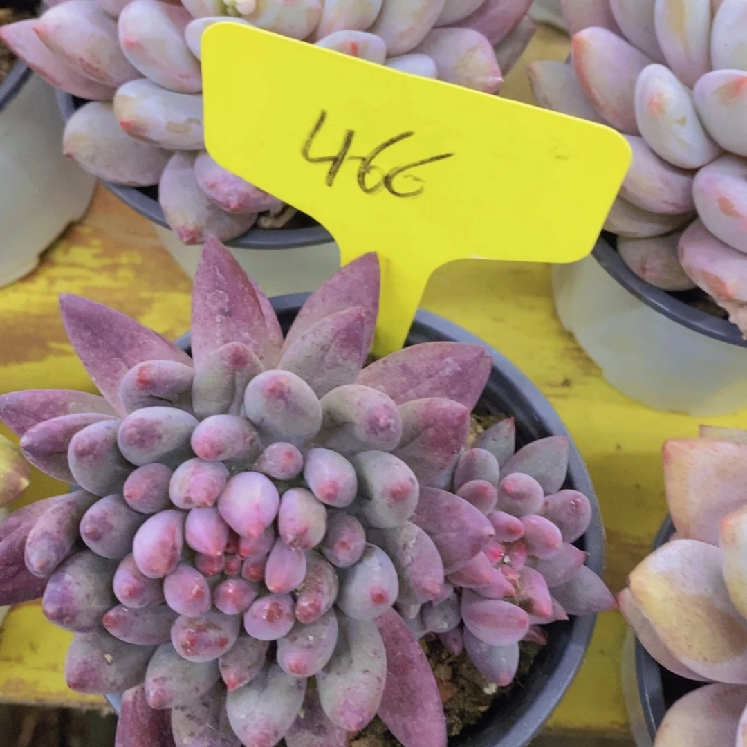 开心多肉，一物一拍，看准下单，