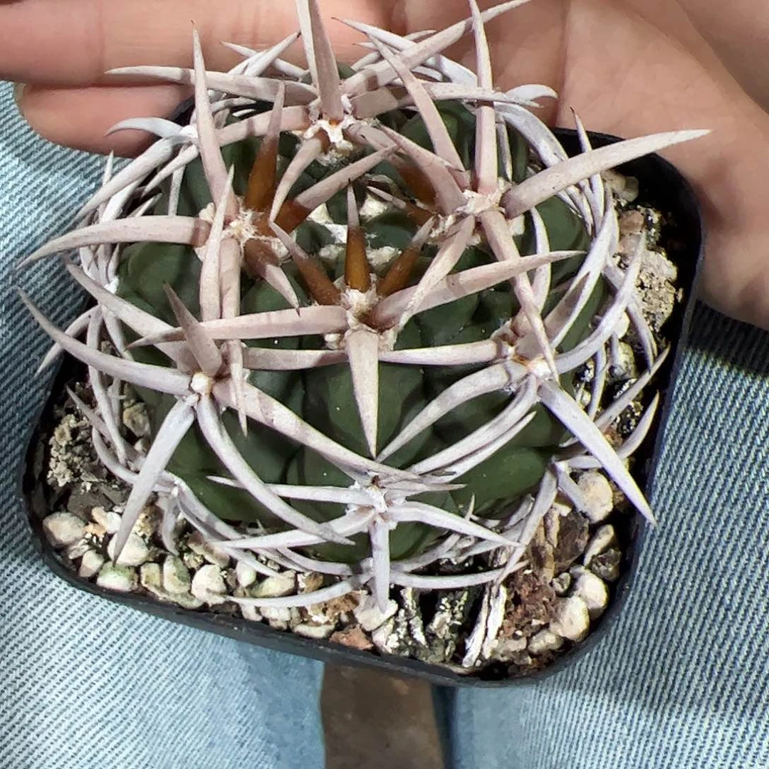 ****狸实生碧岩玉一物一拍